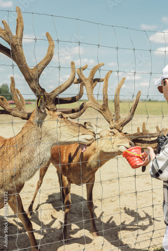 Tourist feeding majestic deer from red bucket through wire fence