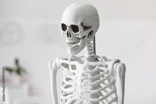 Human skeleton model in med...