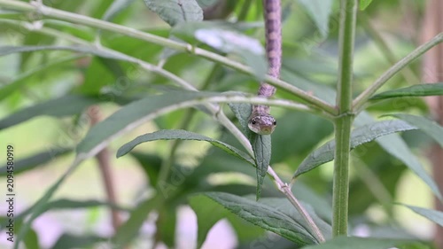 植物の上を移動するアオダイショウのアップ