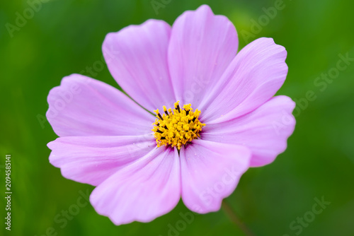 Fotografie ピンク色のコスモスの花｜クローズアップ