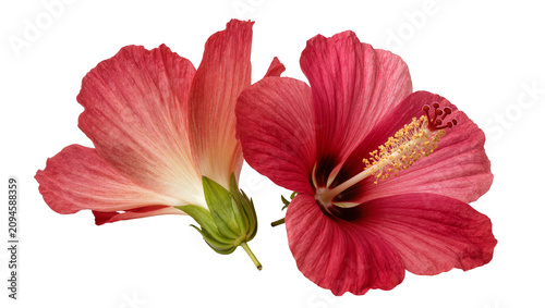 Fotografie Isolated two red hibiscus flowers, one open with pistil, another showing green c