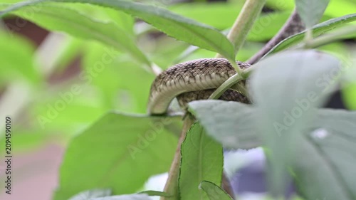 植物中に隠れていくアオダイショウの腹部