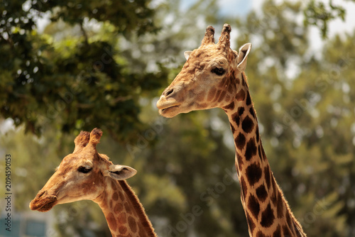 Photography Close up portrait of a giraffe looking sideways against a soft blurred background of green trees and sunny blue sky