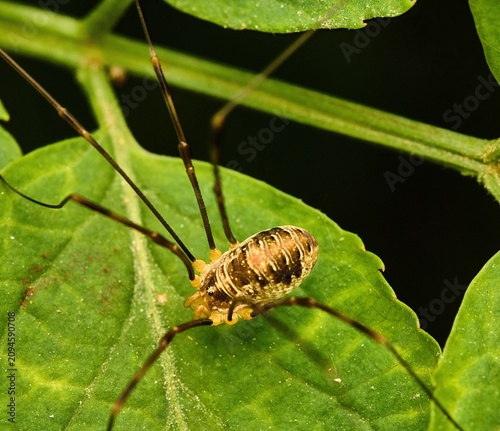 Εκτύπωση καμβά spider on leaf
