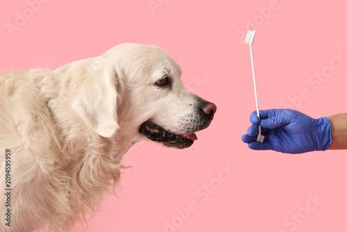Female hand in medical glov...