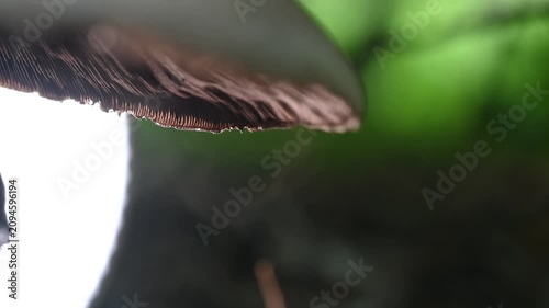 逆光で白く輝きながら舞い落ちるキノコの胞子（菌類の生態・マクロ映像）