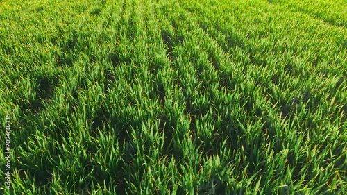 Green wheat plants growing densely in cultivated agricultural field under sunlight. Young cereal crop forming lush vegetation texture across farming landscape. Agronomy and farming concept with spring