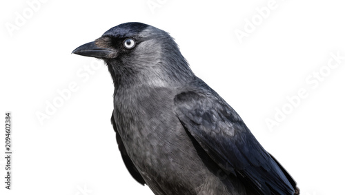 Foto Isolated jackdaw bird, a common corvid species with striking pale eyes, looking