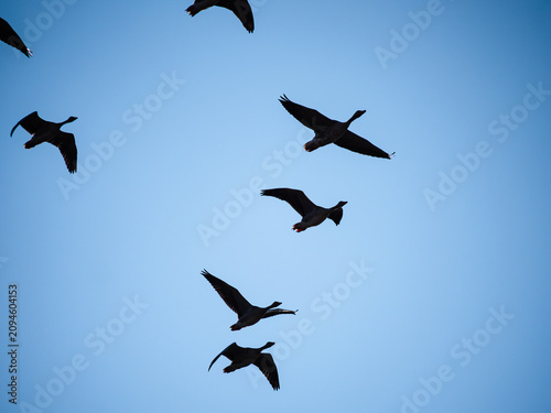 Egyptian goose in the sky