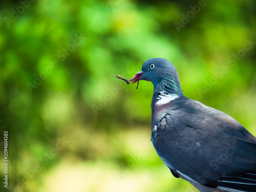 blue winged blackbird