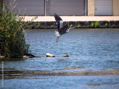 Gray Heron 