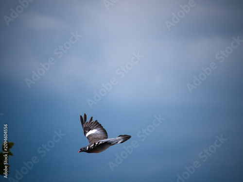 Wild Dove in flight