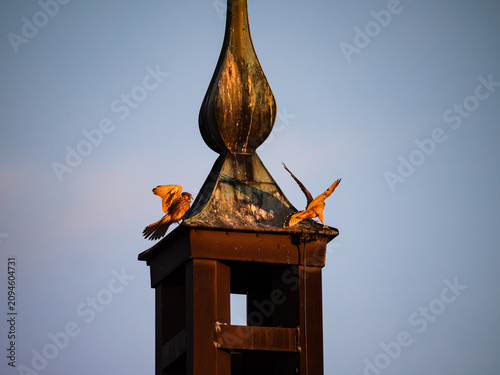 Turmfalken im Flug