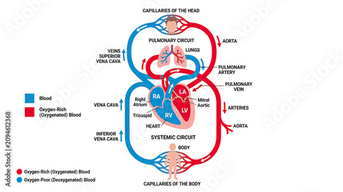 Bild auf Leinwand Human Circulatory System Diagram: Heart, Lungs, Blood Vessels, Oxygenated and De