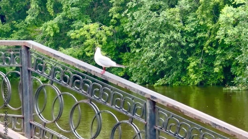 White bird stands on a decorative railing by still water, with vibrant green trees creating a peaceful natural backdrop