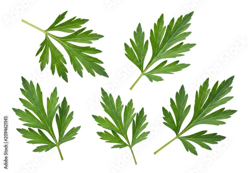 Five fresh forest-green mugwort leaves with serrated lobes scattered on a transparent background in high-key lighting botanical medicine concept