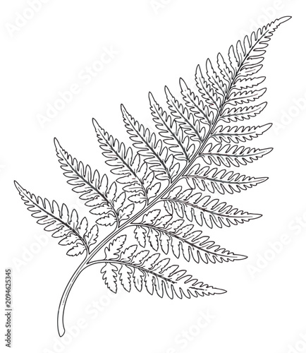 Φωτογραφία Vintage botanical fern leaf vector illustration, hand drawn black and white fern