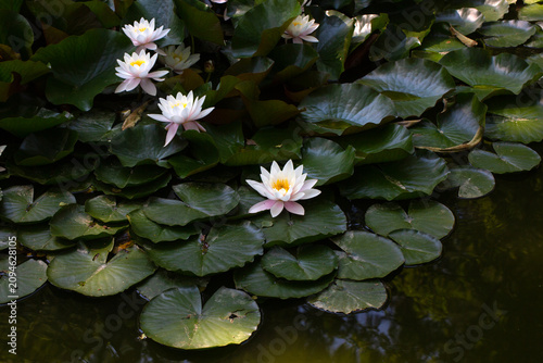 White water lily flowers wi...