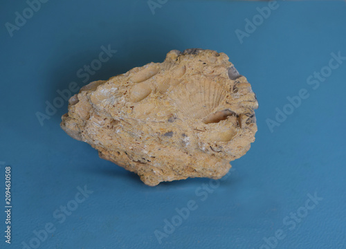 Obraz na plátne Geological specimen of coquina with fossil Pecten shells and their impressions