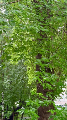 Lush green leaves flow down the trunk of a tree, surrounded by a vibrant forest, showcasing the beauty of nature in a serene environment