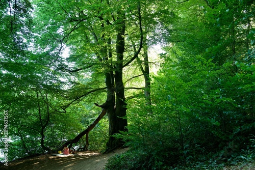 Konstfotografi Person resting on a picnic blanket under a majestic ancient beech tree in a gree