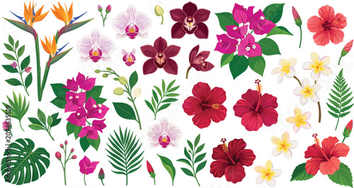 Bild auf Leinwand Tropical flowers and exotic leaves vector set with orchid hibiscus frangipani bo