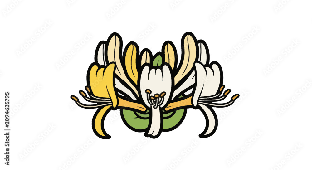 Fototapeta premium Yellow and white honeysuckle blossom illustration.