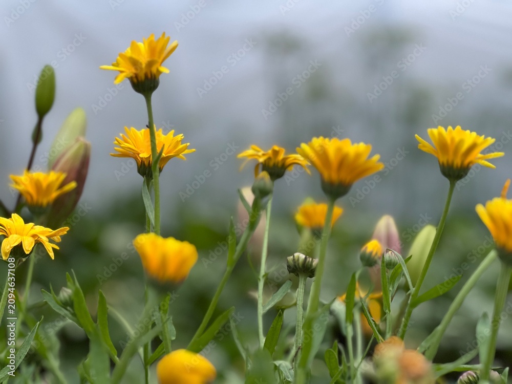 Fototapeta premium Blooming field Marigold (Calendula arvensis) in a garden in summer. Flowers pic.