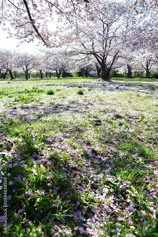 Naklejka premium 満開の桜が広がる加治川治水記念公園（新潟県新発田市）