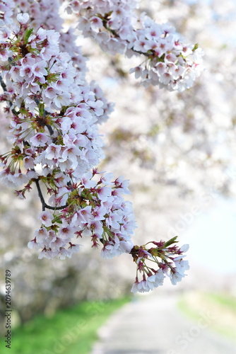 加治川沿いに続く桜並木（新潟県新発田市）