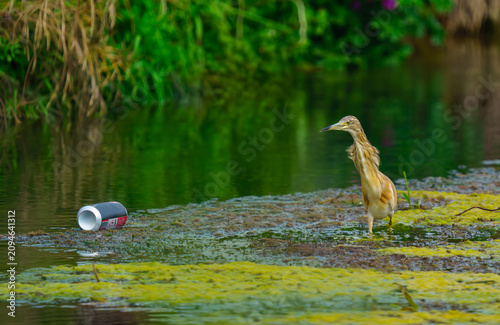 Environmental pollution and wildlife: a squacco heron wading next to a discarded tin can in a river