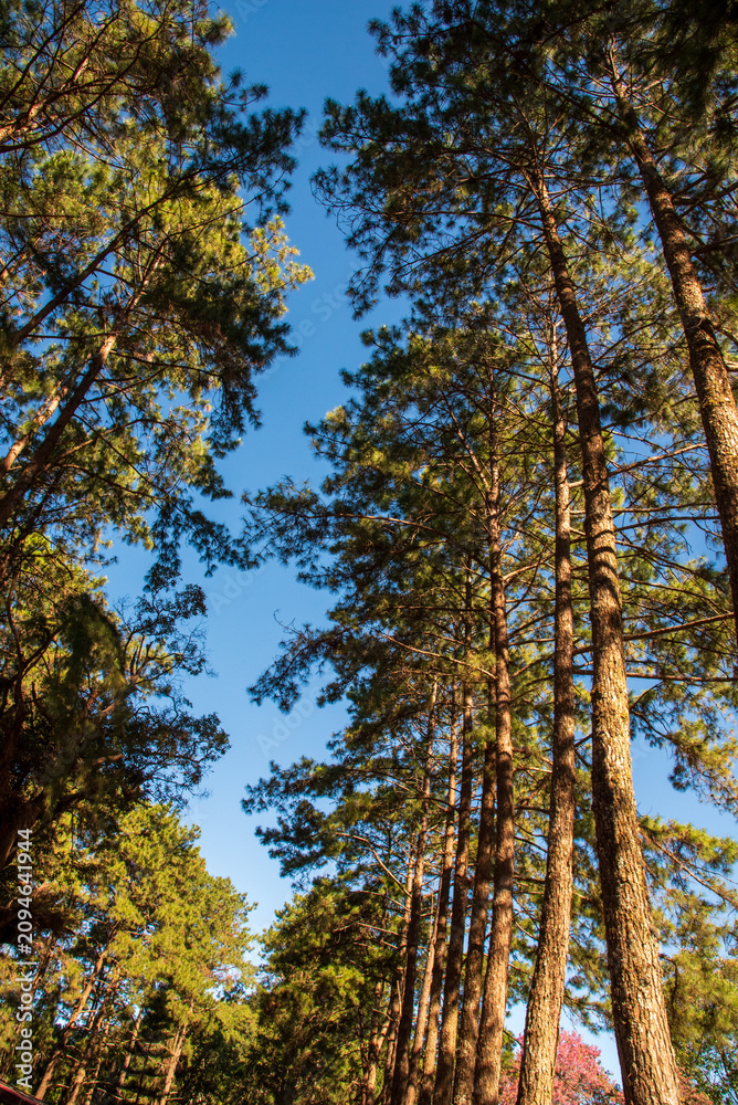 Fototapeta premium Vertical Pine Nature forest green tree magic sunlight beam light in woodland. Beautiful rays of sunlight in tranquil green forest. Sumbeam ray light outdoors park. Vertical Natural Blurred background