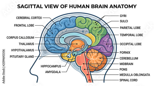 Sagittal View of Human Brain Anatomy with Labeled Sections