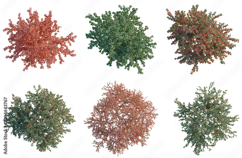 Naklejka premium Set of Crataegus persimilis tree plan, top view, cutout, transparent background, isolate, Collection of Decorative Shrubs - Perfect for Landscaping Design and Botanical Illustrations