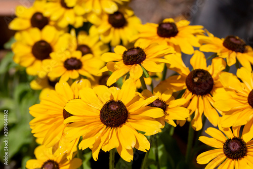Beautiful blooming yellow b...