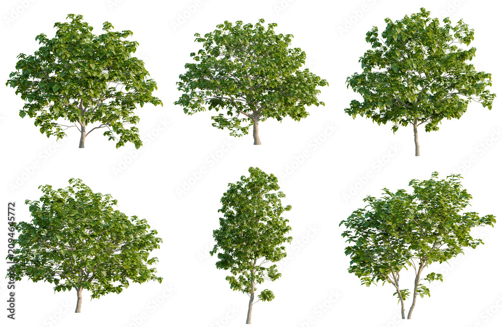 Fototapeta premium Set of Catalpa bignonioides tree, elevation, front view, cutout, transparent background, isolate, Collection of Lush Green Trees with Detailed Foliage - Perfect for Landscape Design and Visuals