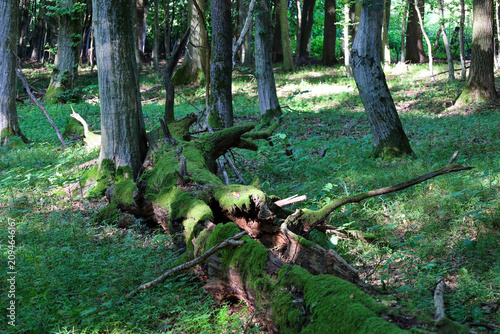 Foto A huge old tree, fallen by a storm, lies in the middle of the forest and is completely covered with thick green moss