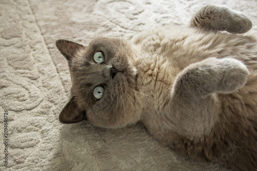Bild auf Leinwand Blue-Eyed Siamese Cat Lying on Soft Carpet Looking at Camera