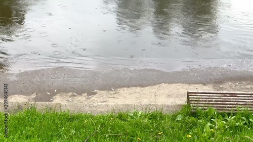 Rainwater creates ripples on the river surface while fish swim close to the sandy bank and green grass grows nearby