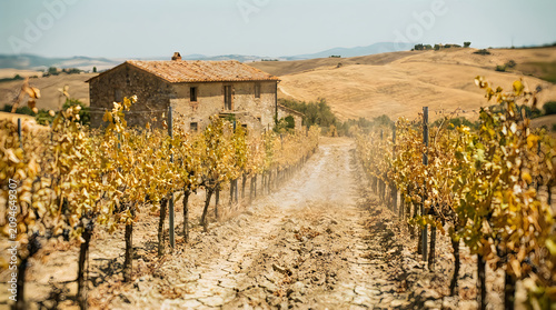Overcast sky above dusty Tuscan vineyard leading to weathered farmhouse dry cracked earth and sunlit grapevines in arid landscape.
