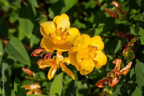 Close-up of bright yellow h...