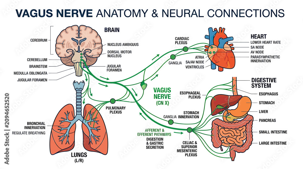 Naklejka premium Vagus Nerve Anatomy and Neural Connections: Brain, Heart, Lungs, Digestive System