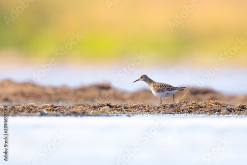 Obraz na płótnie A pectoral sandpiper, Calidris melanotos, foraging