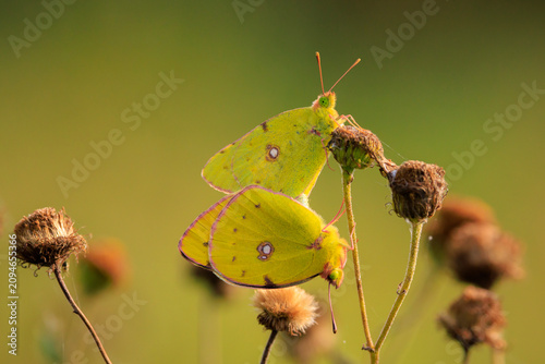 Photos Clouded yellow butterfly, Colias croceus, mating