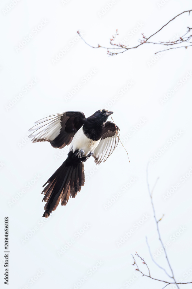 Fototapeta premium Common Eurasian Magpie bird, Pica Pica, in flight