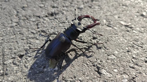 stag beetle on the road