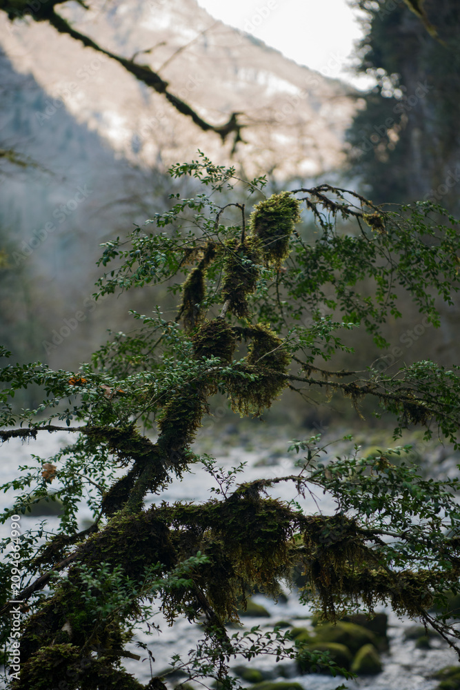 Fototapeta premium water in the forest