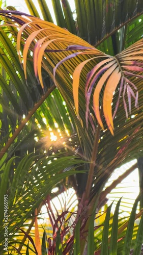 Warm golden sun flare shining through tropical palm leaves, creating beautiful lens flare in a sunny summer garden.