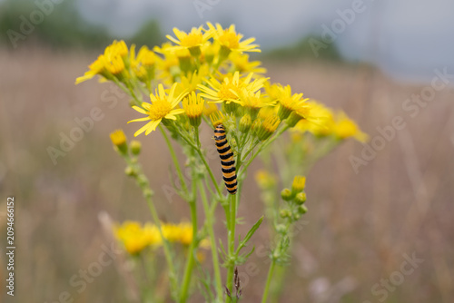 Canvastavla The cinnabar moth caterpillar feeds on common ragwort