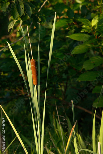 Fotografie Cattail in Sunset
